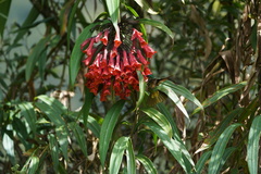 Coeligena bonapartei