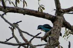 Cotinga cayana