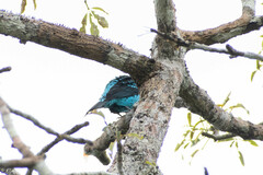 Cotinga cayana