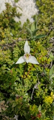 Codonorchis lessonii