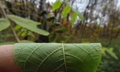 Juglans mandshurica