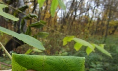 Juglans mandshurica
