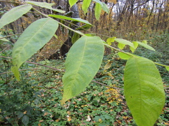 Juglans mandshurica