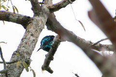 Cotinga cayana