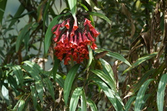 Coeligena bonapartei