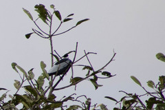 Gymnoderus foetidus