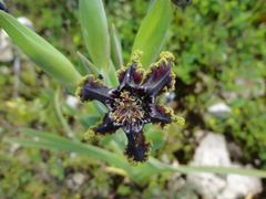 Ferraria crispa