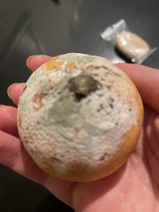 Penicillium digitatum