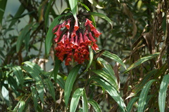 Coeligena bonapartei