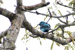 Cotinga cayana