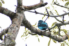 Cotinga cayana