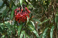 Coeligena bonapartei