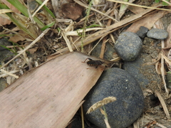 Anasa scorbutica
