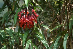 Coeligena bonapartei