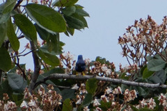 Cyanerpes caeruleus