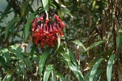 Coeligena bonapartei