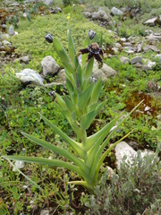 Ferraria crispa