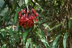 Coeligena bonapartei