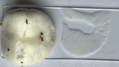 Hygrophorus eburneus