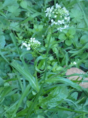 Capsella grandiflora