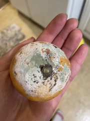 Penicillium digitatum