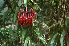 Coeligena bonapartei