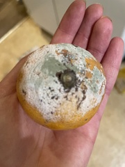 Penicillium digitatum