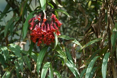 Coeligena bonapartei