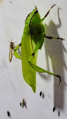 Cnemidophyllum lineatum