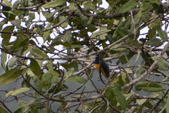 Trogon viridis