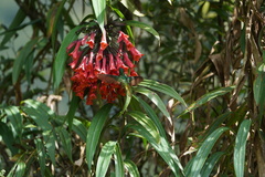 Coeligena bonapartei