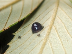 Chilocorus mikado