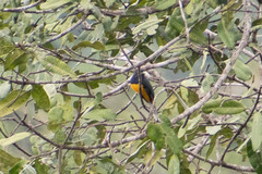 Trogon viridis