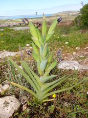 Ferraria crispa