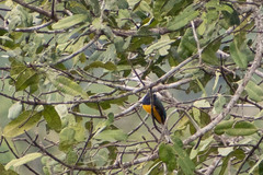 Trogon viridis