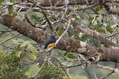 Trogon viridis