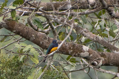 Trogon viridis