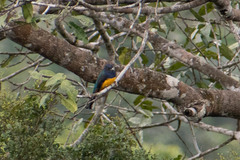 Trogon viridis