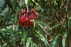 Coeligena bonapartei