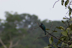 Trogon viridis