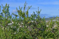Osyris lanceolata