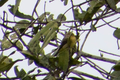 Tyrannidae