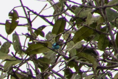 Tersina viridis