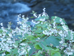 Fallopia baldschuanica