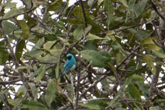 Tersina viridis