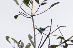 Dacnis lineata