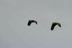 Amazona ochrocephala