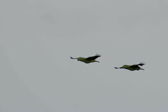 Amazona ochrocephala