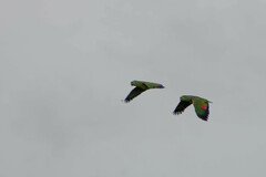 Amazona ochrocephala