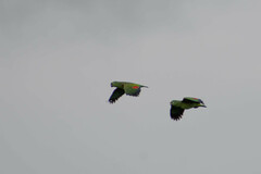 Amazona ochrocephala